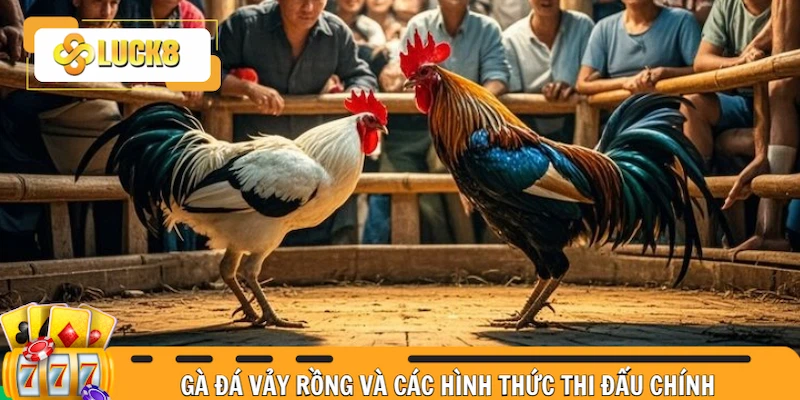 Gà đá vảy rồng và các hình thức thi đấu chính