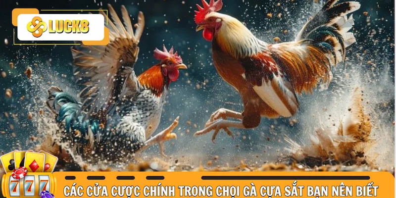 Các cửa cược chính trong chọi gà cựa sắt bạn nên biết