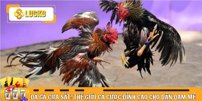 Đá gà cựa sắt