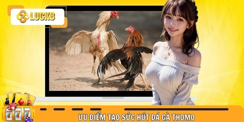 Ưu điểm tạo sức hút chọi kê Thomo